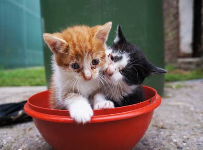 foto kittens